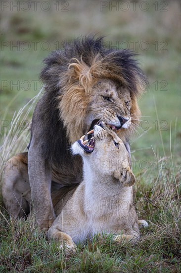 Lion (Panthera leo) Masai Mara Kenya