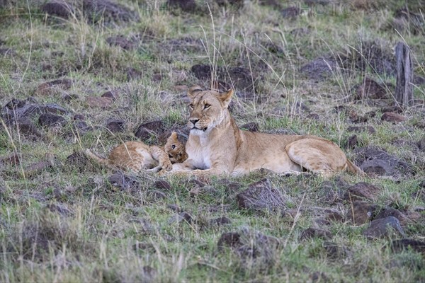 Lion (Panthera leo) Masai Mara Kenya