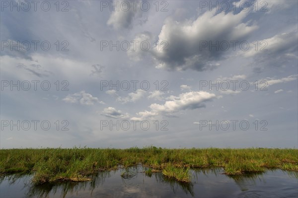 River cruise in the Okavango Delta, reeds, clouds, nature, natural landscape, landscape, nobody, puristic, Kwando River, BwaBwata National Park, Namibia, Africa