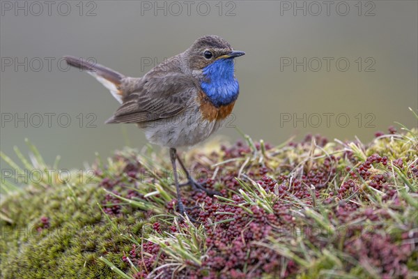 Bluethroat (Luscinia svecica), male, on shrub, Castilla y Leon province, Picos de Europa, Spain, Europe