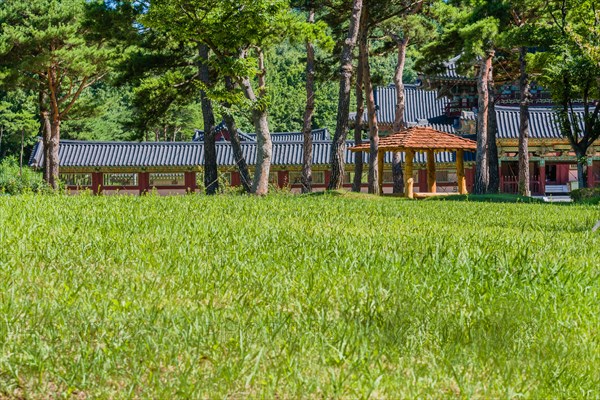 Wooden oriental gazebo with wooden tiled roof under tall trees in front of buildings with ceramic tiled roof in beautiful public park