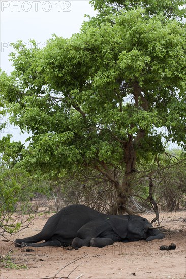 Sleeping African elephant (Loxodonta africana), sleeping, resting, lazy, resting, lying, shade in Chobe National Park, Botswana, Africa