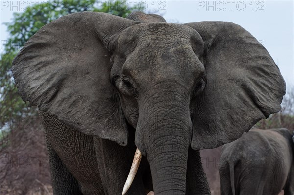 Threatening elephant (Loxodonta africana), aggressive, warning, danger, dangerous, facial expression, gesture, gesture, safari, tourism, Chobe National Park, Botswana, Africa