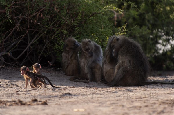 Baboons (papio ursinus), family, baboon family, mammal, wildlife, free-living, monkey, monkey family, safari, Chobe National Park, Botswana, Africa