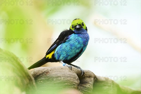 Paradise tanager (Tangara chilensis) sitting on a branch, Bavaria, Germany, Europe