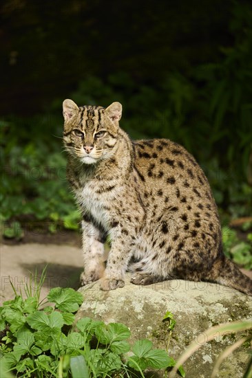 Fishing cat (Prionailurus viverrinus) sitting on the ground, Germany, Europe