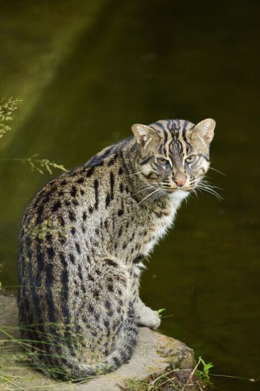 Fishing cat (Prionailurus viverrinus) sitting at water, Germany, Europe