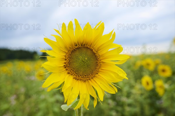 Common sunflower (Helianthus annuus) growing on a field, Bavaria, Germany, Europe