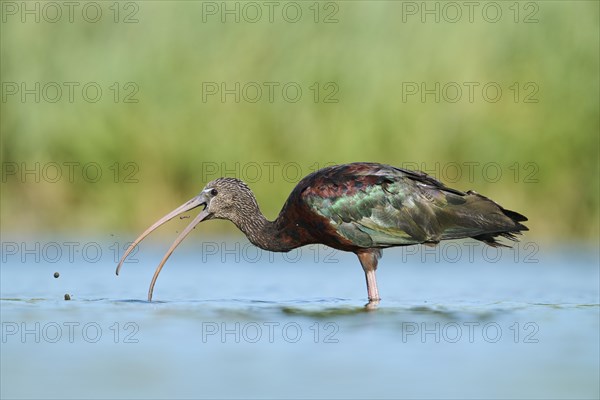 Glossy ibis (Plegadis falcinellus) walking in the water, hunting, Parc Naturel Regional de Camargue, France, Europe