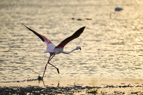 Greater Flamingos (Phoenicopterus roseus) starting from the water at sunset, flying, Parc Naturel Regional de Camargue, France, Europe