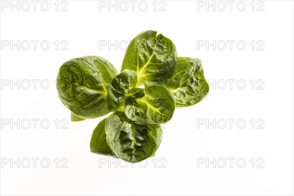 Field salad, studio shots on a white background