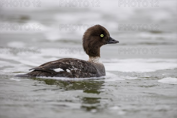 Barrow's goldeneye (Bucephala islandica), female, Laxa River, Lake Myvatn, Iceland, Europe