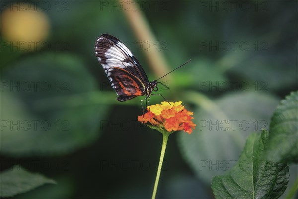 A transparent butterfly with black stripes sits on an orange flower, Krefeld Zoo, Krefeld, North Rhine-Westphalia, Germany, Europe