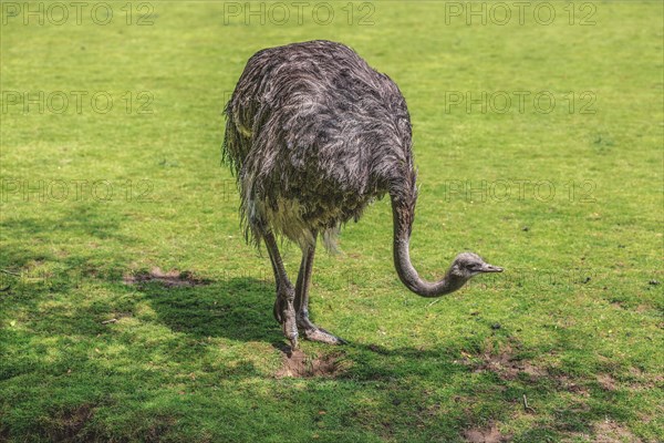 A grey ostrich stands in a meadow with green grass in the zoo, Krefeld Zoo, Krefeld, North Rhine-Westphalia, Germany, Europe