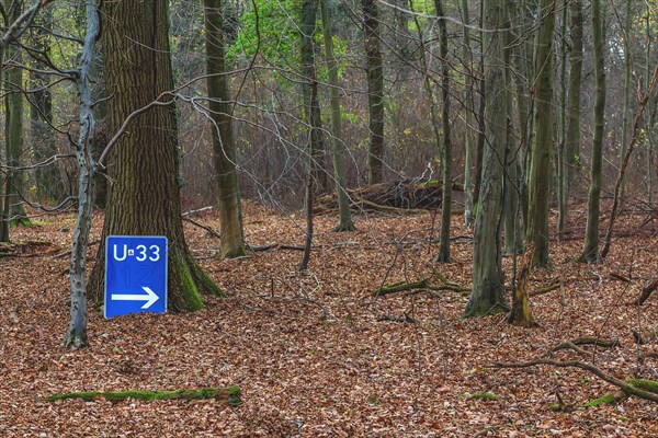 A blue diversion sign in the forest points unexpectedly in one direction, surrounded by autumnal trees, Hambach Forest, North Rhine-Westphalia, Germany, Europe