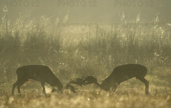 Fallow deer (Cervus dama), male, rutting, fighting, Hesse, Germany, Europe