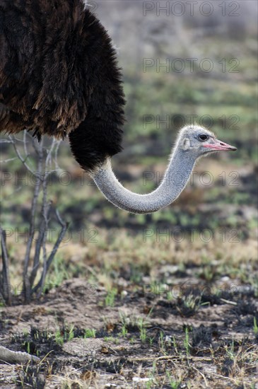 African ostrich (Struthio camelus) in the savannah in Etosha National Park, bird animal, bird, ostrich, feather, plumage, meat, walking, free living, wild, wilderness, Namibia, South West Africa, Africa