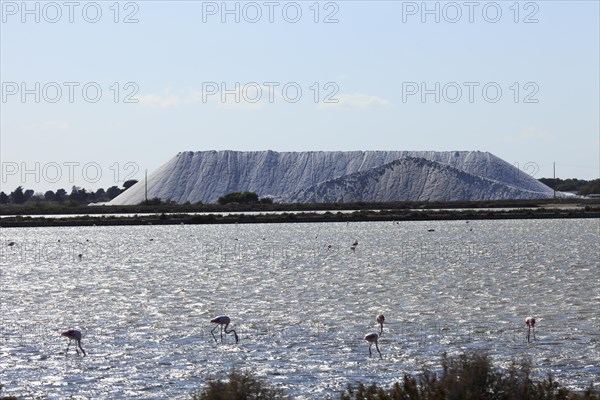 Salt works, Gard, Petite Camargue, Provence, France, Europe