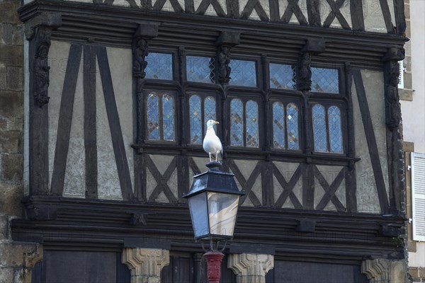 Half-timbered house Maison a Lanterne Maison de la Reine Anne on Place Alende, seagull on street lamp, Morlaix Montroulez, department Finistere Penn Ar Bed, region Bretagne Breizh, France, Europe