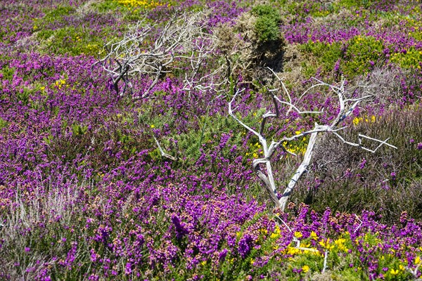 Heath landscape on the Cap de la Chevre, Crozon peninsula, Finistere department, Brittany region, France, Europe