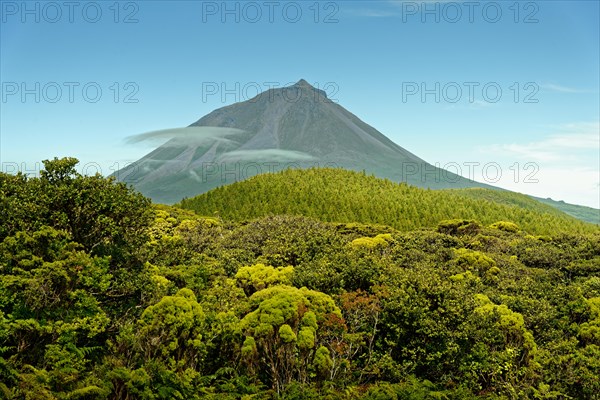Forested mountain with the volcanic cone Pico under clear sky, Madalena, Pico, Azores, Portugal, Europe