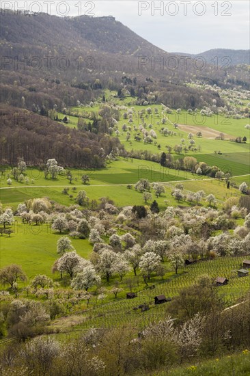 Orchard meadows near Weilheim an der Teck, Swabian Alb. View of the Breitenstein, Albtrauf. Cherry blossom, apple blossom and pear blossom in full splendour