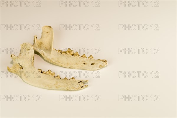 Jaw bones of dead animal with teeth intact isolated on white background