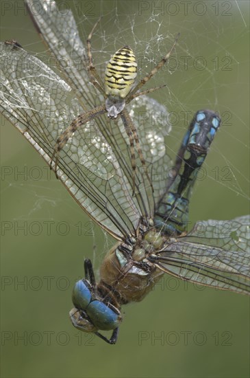 Wasp spider (Argiope bruennichi) with king dragonfly (Anax imperator), Emsland, Lower Saxony, Germany, Europe