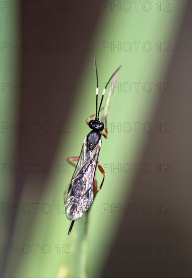 Sclup wasp (Xorides praecatorius), Valais, Switzerland, Europe