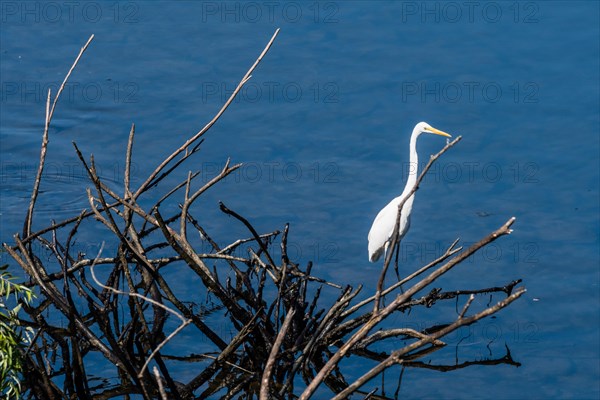 Great white egrets standing on a branch of drift wood in a lake of blue water