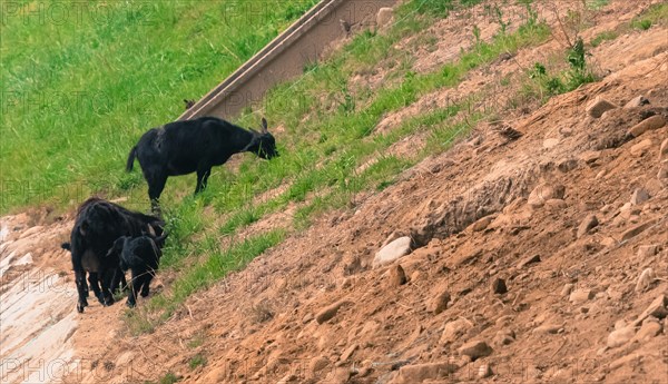 Small herd of black goats grazing on the side of a rocky hill