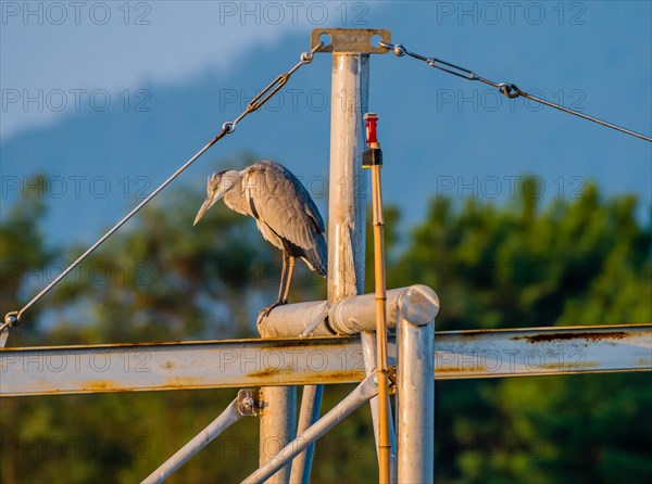 Gray heron standing on a metal crossbeam looking for food with mountains and overcast sky in background