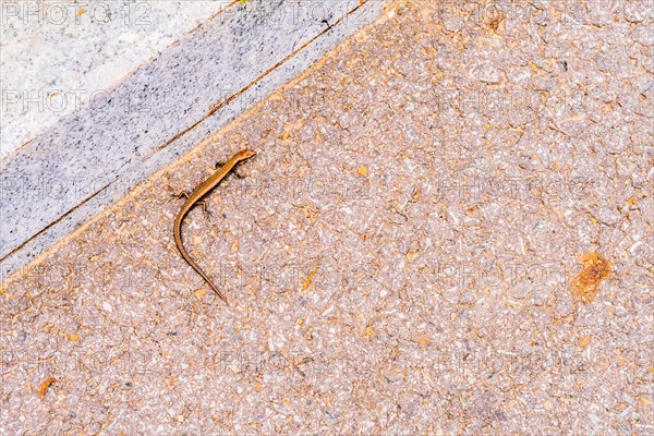 Small bronze colored lizard resting in sun next to curb of paved road
