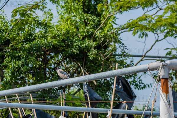 Azure-winged Magpie perched on metal pole with trees in background