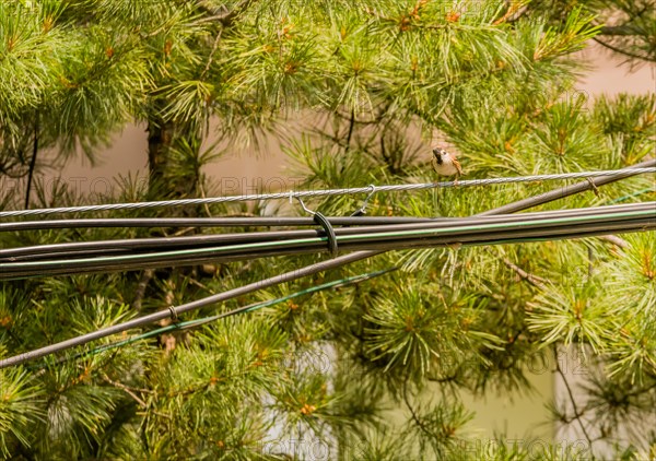 Beautiful Eurasian sparrow perched on metal cable in front of pine tree on a sunny day