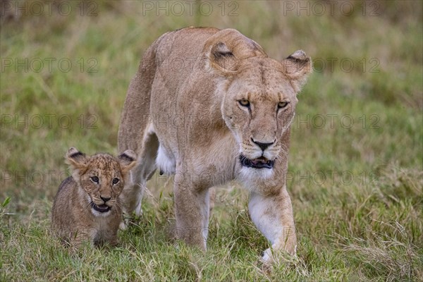 Lion (Panthera leo) Masai Mara Kenya