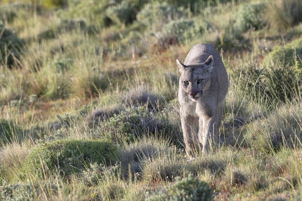 Cougar (Cougar concolor), silver lion, mountain lion, cougar, panther, small cat, Torres del Paine National Park, Patagonia, end of the world, Chile, South America