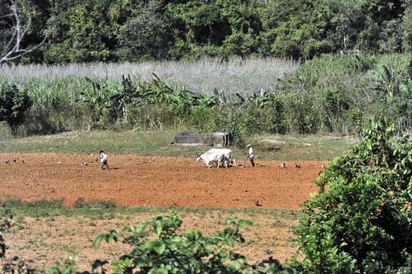 Field cultivation, farmer with cattle ploughing the field, near Trinidad, Sancti Spiritus Province, Cuba, Greater Antilles, Central America