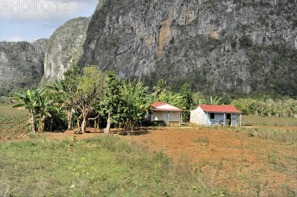 Tobacco plantation, tobacco leaves, tobacco plant (Nicotiana), tobacco cultivation in Valle de Vinales National Park, Vinales, Pinar del Rio Province, Cuba, Greater Antilles, Caribbean, Central America