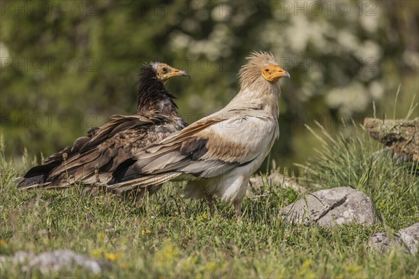 Egyptian Vulture (Neophron percnopterus), ad plus juv, Castile-Leon Province, Picos de Europa, Spain, Europe