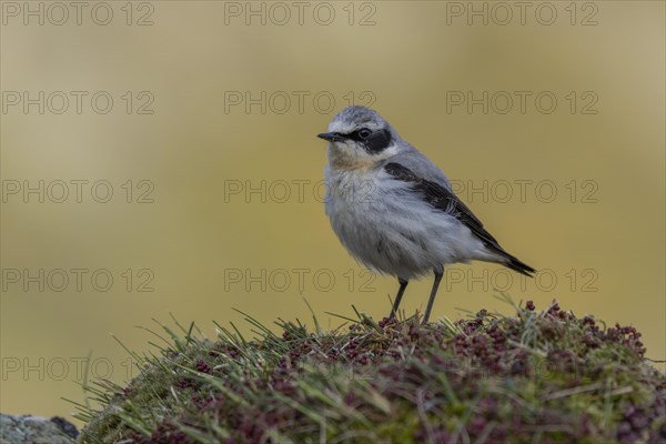 Northern wheatear (Oenanthe oenanthe), Castile-Leon province, Picos de Europa, Spain, Europe