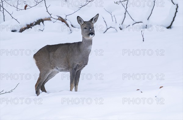 European roe deer (Capreolus capreolus), doe standing in the snow, captive, Thuringia, Germany, Europe