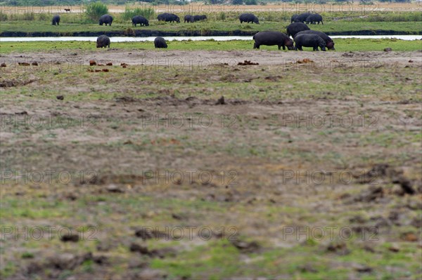 A herd of hippos (Hippopotamidae), safari, tourism, free-living, wilderness, travelling, group, Chobe National Park, Botswana, Africa