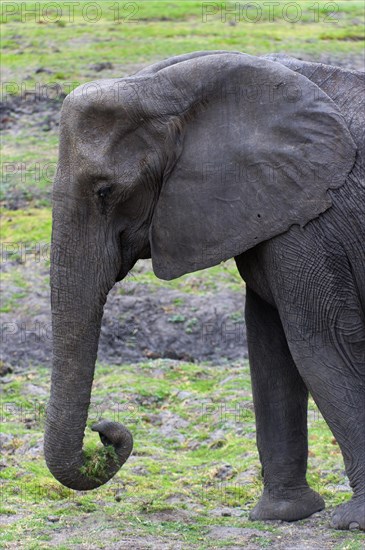 Eating elephant (Loxodonta africana), eating, food, nutrition, sideways, trunk, safari, Chobe National Park, Botswana, Africa