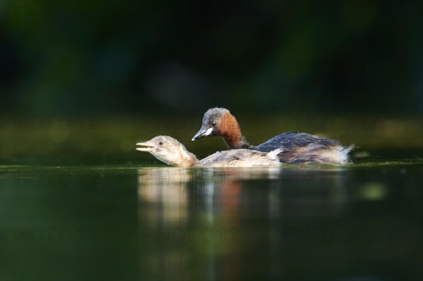 Little grebe (Tachybaptus ruficollis) mother with youngster swimming on a lake, Bavaria, Germany, Europe