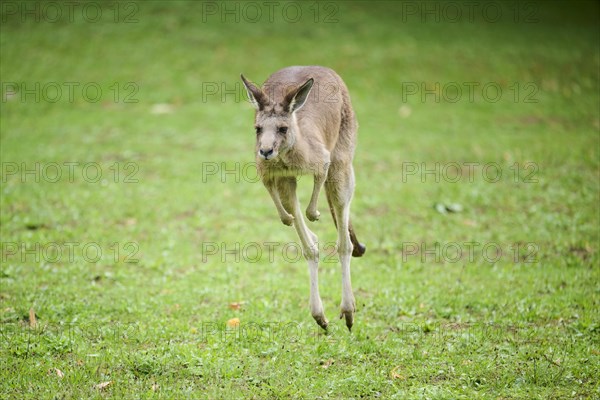 Western grey kangaroo (Macropus fuliginosus) running on a meadow, captive, Germany, Europe