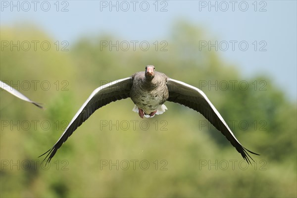 Greylag goose (Anser anser), flying, Bavaria, Germany, Europe