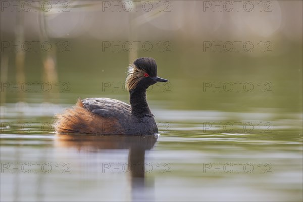 Black-necked Grebe (Podiceps nigricollis), El Taray wetland, Castilla-La Mancha, Spain, Europe