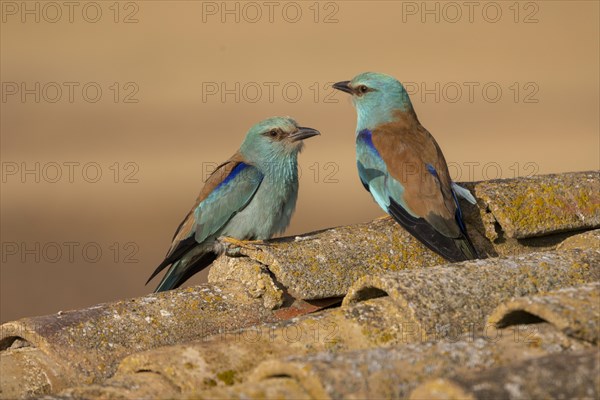 European roller (Coracias garrulus), pair on old roof, Castilla-La Mancha, Spain, Europe