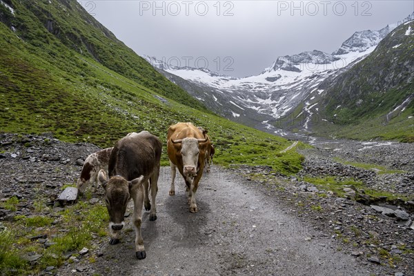 Cows on the alpine meadow, Schlegeisgrund valley, glaciated mountain peaks Hoher Weiszint and Schlegeiskees glacier, Berliner Hoehenweg, Zillertal, Tyrol, Austria, Europe